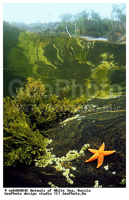 Asterias, Asterias rubens, Asteriidae, Forcipulatida, �������, �����������, �����������, �����������, �����������, ����� ����, ��������, ����������, ����������, ����������, ������, ���������, �������, ������� ��������, ������� ������, ������� �����, ��������� ���, �������� ����, ������, �����������, �������, ������, ������ ����, ��������, ����, ������, ������, ������, �����, ������, �������, ������, �������, ����� �������, ��������, ��������, ����� ����, ���������, ������, ����, ����, ������� �����, ������� ������, �������, �������, ���������, ��������� ����, ���������, �����, ����������, ���������� ��� ����, ���, ���������, ��������� ����������, ���������, ���������, ���������, ��������� ����������, ���������, ��������� �����, ��� �����, ��������, ��������, ����������, ������, ��������, ��������, ��������, ������, �������� ����, ����������� ����, ����� ����, �����������, �����������, ����� ����