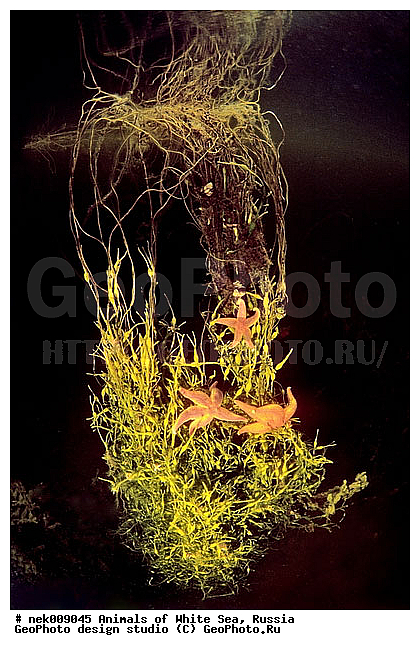 Asterias, Asterias rubens, Asteriidae, Forcipulatida, �������, �����������, �����������, �����������, �����������, ����� ����, ��������, ����������, ����������, ����������, ������, ���������, �������, ������� ��������, ������� ������, ������� �����, ��������� ���, �������� ����, ������, �����������, �������, ������, ������ ����, ��������, ����, ������, ������, ������, �����, ������, �������, ������, �������, ����� �������, ��������, ��������, ����� ����, ���������, ������, ����, ����, ������� �����, ������� ������, �������, �������, ���������, ��������� ����, ���������, �����, ����������, ���������� ��� ����, ���, ���������, ��������� ����������, ���������, ���������, ���������, ��������� ����������, ���������, ��������� �����, ��� �����, ��������, ��������, ����������, ������, ��������, ��������, ��������, ������, �������� ����, ����������� ����, ����� ����, �����������, �����������, ����� ����