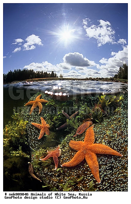 Asterias, Asterias rubens, Asteriidae, Forcipulatida, �������, �����������, �����������, �����������, �����������, ����� ����, ��������, ����������, ����������, ����������, ������, ���������, �������, ������� ��������, ��������, ������� ������, ������� �����, ��������� ���, �������� ����, ������, �����������, �������, ������, ������ ����, ��������, ����, ������, ������, �����, ������, �������, ������, �������, ����� �������, ��������, ��������, ����� ����, ���������, ������, ������, ����, ����, ��������, �����������, ����������� ����, ������� �����, ������� ������, �������, �������, ������ ������, ���������, ��������� ����, ���������, �����, ����������, ���������� ��� ����, ���, ���������, ��������� ����������, ���������, ���������, ���������, ��������� ����������, ���������, ��������� �����, ��� �����, ��������, ��������, ��������, ����������, ��������-�������� ����, ������, ��������, ��������, ��������, ������, �������� ����, ����������� ����, ����� ����, �����������, �����������, ����� ����