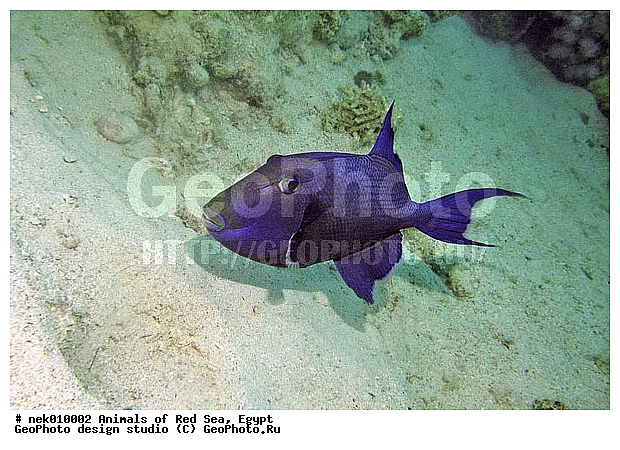 ������� ����, ��������� ���, ���� ��� ����, �����������, ������, ��������, ����, ������, ������, ������, �����, ������, �������, ������, �������, ����� �������, ��������, ��������, ����� ����, ����, ����������, ����������, ����������, �������, ����, �������, ������� �����, �������, �������, ���������, ��������� ����, ���������, �����, ������������, ������������, ���������, ����������, ���������� ��� ����, ���, ���������, ��������� ����������, ���������, ���������, ���������, ��������� ����������, ���������, ��������� �����, ��� �����, ����������, �������, �������, �������, ����, ����, ����, ��������, ��������, �������, �����������, �����������, �����������