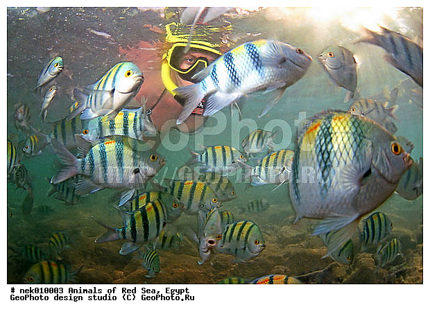 ������� ����, ��������� ���, ���� ��� ����, �����������, ������, ��������, ����, ������, ������, ������, �����, ������, �������, ������, �������, ����� �������, ��������, ��������, ����� ����, ����, ����������, ����������, ����������, �������, �����, ����� ���, ����, �������, ������� �����, �������, �������, ���������, ��������� ����, ���������, �����, ������������, ������������, ���������, ����������, ���������� ��� ����, ���, ���������, ��������� ����������, ���������, ���������, ���������, ��������� ����������, ���������, ��������� �����, ��� �����, ����������, �������, �������, �������, ����, ���, ����, ����, ����, ����, ��������, ��������, �������, �����������, �����������, �����������, ������� � ��������� ���, ������� � �������