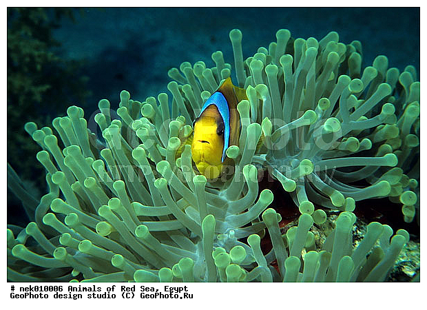 Amphiprion, Amphiprioninae, Premnas, ���������, ��������, ������� ����, �������� ����, ����, �������������, ��������� ���, �������������, ����-������, ��������, ���� ��� ����, �����������, ������, ��������, ����, ������, ������, ������, �����, ������, �������, ������, �������, ����� �������, ��������, ��������, ����� ����, ����, �����, ������, ����������, ����������, ����������, �������, ����, �������, ������� �����, �������, �������, ���������, ��������� ����, ���������, �����, ������������, ������������, ���������, ����������, ���������� ��� ����, ���, ���������, ��������� ����������, ���������, ���������, ���������, ��������� ����������, ���������, ��������� �����, ��� �����, ����������, �������, �������, �������, ����, ����, ����-�����, ����, ����-������, ��������, ��������, �������, �����������, �����������, �����������, �������, �������, ������, �������, ����-�����, ���� �����, ����-�����, ���� �����, ��������, ��������, ����, ����, XYZ, �������������, ������� ����, Pomacentridae, ���������� ����-�����, ����������� �����, ������������� ����������� �����, ������������� ���� �����, ���������� ���������, Amphiprion bicinctus