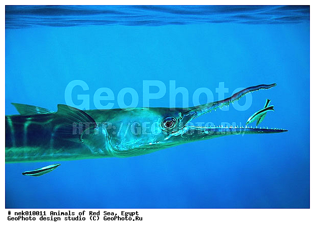 Labroides dimidiatus, ������� ����, ��������� ���, ���� ��� ����, �����������, ������, ��������, ����, ������, ������, ������, �����, ������, �������, �����, ������, ������, �������, ����� �������, ��������, ��������, ����� ����, ����, ����������, ����������, ����������, �������, ����, �������, ������� �����, �������, �������, ���������, ��������� ����, ���������, �����, ������������, ������������, ���������, ����������, ���������� ��� ����, ���, ���������, ��������� ����������, ���������, ���������, ���������, ��������� ����������, ���������, ��������� �����, ��� �����, ����������, �������, �������, �������, ����, ����, ����-����������, ����, ��������, ��������, �������, �����������, �����������, �����������, ����������