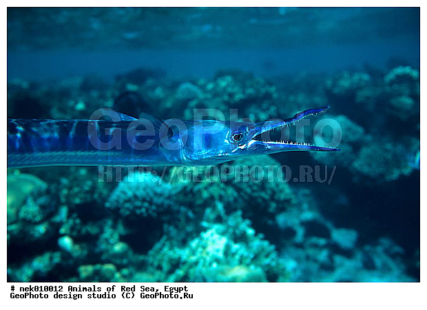 ������� ����, ��������� ���, ���� ��� ����, �����������, ������, ��������, ����, ������, ������, ������, �����, ������, �������, ������, �������, ����� �������, ��������, ��������, ����� ����, ����, ����������, ����������, ����������, �������, ����, �������, ������� �����, �������, �������, ���������, ��������� ����, ���������, �����, ������������, ������������, ���������, ����������, ���������� ��� ����, ���, ���������, ��������� ����������, ���������, ���������, ���������, ��������� ����������, ���������, ��������� �����, ��� �����, ����������, �������, �������, �������, ����, ����, ����, ��������, ��������, �������, �����������, �����������, �����������