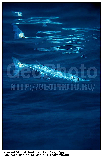 ������� ����, ��������� ���, ���� ��� ����, �����������, ������, ��������, ����, ������, ������, ������, �����, ������, �������, ������, �������, ����� �������, ��������, ��������, ����� ����, ����, ����������, ����������, ����������, �������, ����, �������, ������� �����, �������, �������, ���������, ��������� ����, ���������, �����, ������������, ������������, ���������, ����������, ���������� ��� ����, ���, ���������, ��������� ����������, ���������, ���������, ���������, ��������� ����������, ���������, ��������� �����, ��� �����, ����������, �������, �������, �������, ����, ����, ����, ��������, ��������, �������, �����������, �����������, �����������