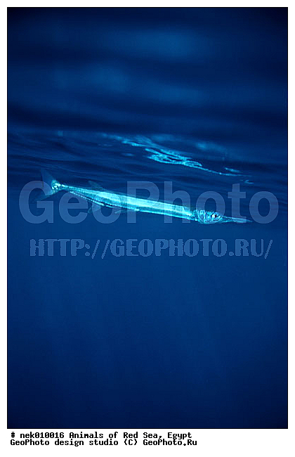 ������� ����, ��������� ���, ���� ��� ����, �����������, ������, ��������, ����, ������, ������, ������, �����, ������, �������, ������, �������, ����� �������, ��������, ��������, ����� ����, ����, ����������, ����������, ����������, �������, ����, �������, ������� �����, �������, �������, ���������, ��������� ����, ���������, �����, ������������, ������������, ���������, ����������, ���������� ��� ����, ���, ���������, ��������� ����������, ���������, ���������, ���������, ��������� ����������, ���������, ��������� �����, ��� �����, ����������, �������, �������, �������, ����, ����, ����, ��������, ��������, �������, �����������, �����������, �����������