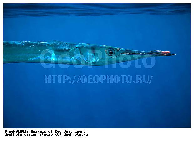 ������� ����, ��������� ���, ���� ��� ����, �����������, ������, ��������, ����, ������, ������, ������, �����, ������, �������, ������, �������, ����� �������, ��������, ��������, ����� ����, ����, ����������, ����������, ����������, �������, ����, �������, ������� �����, �������, �������, ���������, ��������� ����, ���������, �����, ������������, ������������, ���������, ����������, ���������� ��� ����, ���, ���������, ��������� ����������, ���������, ���������, ���������, ��������� ����������, ���������, ��������� �����, ��� �����, ����������, �������, �������, �������, ����, ����, ����, ��������, ��������, �������, �����������, �����������, �����������