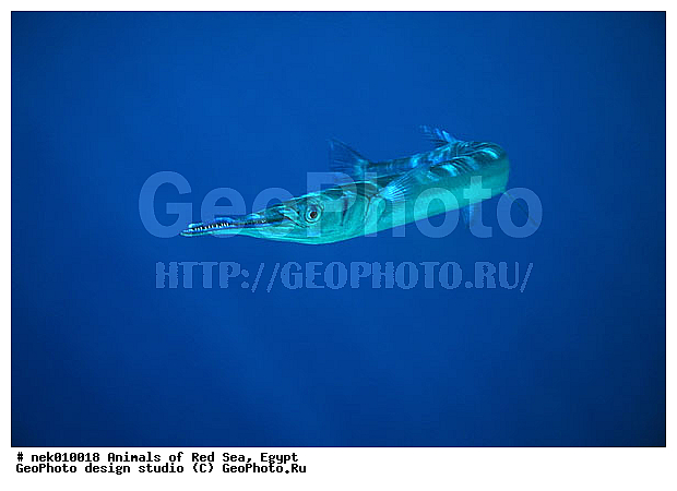 ������� ����, ��������� ���, ���� ��� ����, �����������, ������, ��������, ����, ������, ������, ������, �����, ������, �������, ������, �������, ����� �������, ��������, ��������, ����� ����, ����, ����������, ����������, ����������, �������, ����, �������, ������� �����, �������, �������, ���������, ��������� ����, ���������, �����, ������������, ������������, ���������, ����������, ���������� ��� ����, ���, ���������, ��������� ����������, ���������, ���������, ���������, ��������� ����������, ���������, ��������� �����, ��� �����, ����������, �������, �������, �������, ����, ����, ����, ��������, ��������, �������, �����������, �����������, �����������