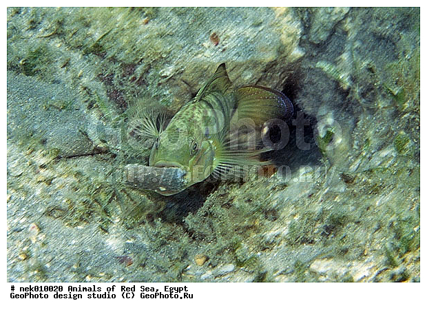 ������� ����, ����� ����, ��������� ���, �����������, ������, ��������, ����, ������, ������, ������, �����, ������, �������, ������, �������, ����� �������, ��������, ��������, ����� ����, ����, ����������, ����������, ����������, �������, ����, �������, ������� �����, �������, �������, ���������, ��������� ����, ���������, �����, ������������, ������������, ���������, ����������, ���������� ��� ����, ���, ���������, ��������� ����������, ���������, ���������, ���������, ��������� ����������, ���������, ��������� �����, ��� �����, ����������, �������, �������, �������, ����, ����, ����, ��������, ��������, �������, �����������, �����������, �����������