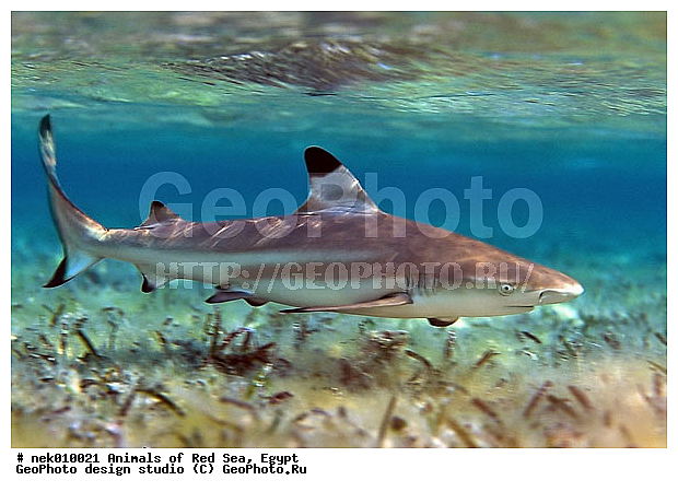 Selachimorpha, �����, �����, ��������, ������� ����, ����� ����, ����������������, ��������� ���, �����������, ����, ��������, �������� ����, ��������� ������� �����, �����������, �����, ������, ��������, ����, ������, ������, �����, ������, �������, ������, �������, ����� �������, ��������, ��������, ����� ����, ����, ����������, ����������, ����������, �������, ����, �������, ������� �����, �������, �������, ���������, ��������� ����, ���������, �����, ������������, ������������, ���������, �������, �������, �������, ����������, ���������� ��� ����, ���, ���������, ��������� ����������, ���������, ���������, ���������, ��������� ����������, ���������, ��������� �����, ��� �����, ��������, ����������, �������, ������� �����, �������, �������, ����, ����, ����, ��������, ��������, �������, �����������, �����������, �����������, ������, ������, ������, ��������