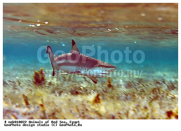 Selachimorpha, �����, �����, ��������, ������� ����, ����� ����, ����������������, ��������� ���, �����������, ����, ��������, �������� ����, ��������� ������� �����, �����������, �����, ������, ��������, ����, ������, ������, �����, ������, �������, ������, �������, ����� �������, ��������, ��������, ����� ����, ����, ����������, ����������, ����������, �������, ����, �������, ������� �����, �������, �������, ���������, ��������� ����, ���������, �����, ������������, ������������, ���������, �������, �������, �������, ����������, ���������� ��� ����, ���, ���������, ��������� ����������, ���������, ���������, ���������, ��������� ����������, ���������, ��������� �����, ��� �����, ��������, ����������, �������, ������� �����, �������, �������, ����, ����, ����, ��������, ��������, �������, �����������, �����������, �����������, ������, ������, ������, ��������