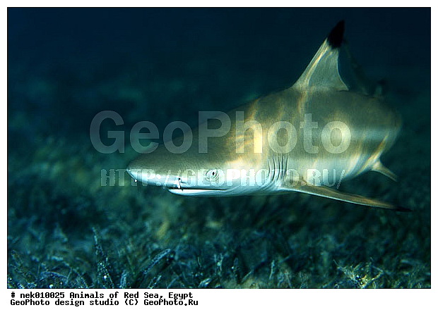 Selachimorpha, �����, �����, ��������, ������� ����, ����� ����, ����������������, ��������� ���, �����������, ����, ��������, �������� ����, ��������� ������� �����, �����������, �����, ������, ��������, ����, ������, ������, �����, ������, �������, ������, �������, ����� �������, ��������, ��������, ����� ����, ����, ����������, ����������, ����������, �������, ����, �������, ������� �����, �������, �������, ���������, ��������� ����, ���������, �����, ������������, ������������, ���������, �������, �������, �������, ����������, ���������� ��� ����, ���, ���������, ��������� ����������, ���������, ���������, ���������, ��������� ����������, ���������, ��������� �����, ��� �����, ��������, ����������, �������, ������� �����, �������, �������, ����, ����, ����, ��������, ��������, �������, �����������, �����������, �����������, ������, ������, ������, ��������