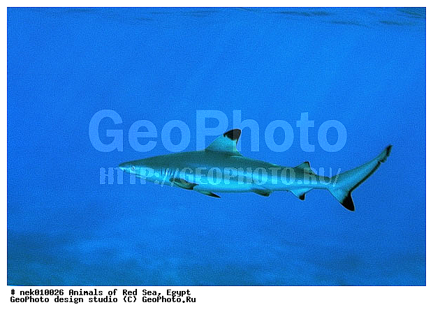 Selachimorpha, �����, �����, ��������, ������� ����, ����� ����, ����������������, ��������� ���, �����������, ����, ��������, �������� ����, ��������� ������� �����, �����������, �����, ������, ��������, ����, ������, ������, ������, �����, ������, �������, ������, �������, ����� �������, ��������, ��������, ����� ����, ����, ����������, ����������, ����������, �������, ����, �������, ������� �����, �������, �������, ���������, ��������� ����, ���������, �����, ������������, ������������, ���������, �������, �������, �������, ����������, ���������� ��� ����, ���, ���������, ��������� ����������, ���������, ���������, ���������, ��������� ����������, ���������, ��������� �����, ��� �����, ����������, �������, ������� �����, �������, �������, ����, ����, ����, ��������, ��������, �������, �����������, �����������, �����������, ������, ������, ������, ��������