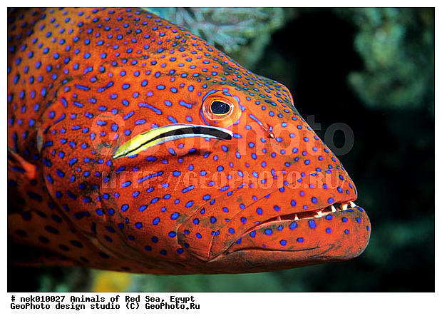 ������� ����, ��������� ���, ���� ��� ����, �����������, ������, ��������, ����, ������, ������, ������, �����, ������, �������, ������, �������, ����� �������, ��������, ��������, ����� ����, ����, ����������, ����������, ����������, �������, ����, �������, ������� �����, �������, �������, ���������, ��������� ����, ���������, �����, ������������, ������������, ���������, ����������, ���������� ��� ����, ���, ���������, ��������� ����������, ���������, ���������, ���������, ��������� ����������, ���������, ��������� �����, ��� �����, ����������, �������, �������, �������, ����, ����, ����, ��������, ��������, �������, �����������, �����������, �����������