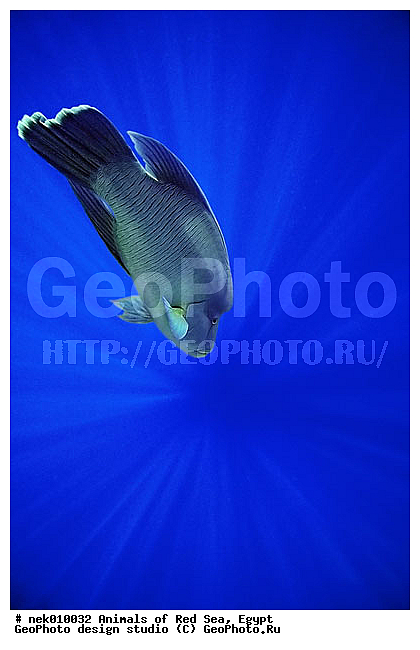 ������� ����, ��������� ���, ���� ��� ����, �����������, ������, ��������, ����, ������, ������, ������, �����, ������, �������, ������, �������, ����� �������, ��������, ��������, ����� ����, ����, ����������, ����������, ����������, �������, ����, �������, ������� �����, �������, �������, ���������, ��������� ����, ���������, �����, ������������, ������������, ���������, ����������, ���������� ��� ����, ���, ���������, ��������� ����������, ���������, ���������, ���������, ��������� ����������, ���������, ��������� �����, ��� �����, ����������, �������, �������, �������, ����, ����, ����, ��������, ��������, �������, �����������, �����������, �����������