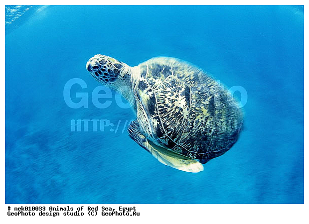 Chelonia, Chelonia mydas, Cheloniidae, Chelonioidea, Testudines, Testudines Linnaeus, ��������, ������� ����, ����� ����, ������� ��������, ��������� ���, �����������, ��������������, ��������, ��������, ��������, �����������, ������, ��������, ����, ������, ������, ������, �����, ������, �������, ������, �������, ����� �������, ��������, ��������, ����� ����, ����, ����������, ����������, ����������, �������, ����, �������, ������� �����, �������, �������, ���������, ��������� ����, ���������, �����, ������������, ������������, ���������, ����������, ���������� ��� ����, ���, ���������, ��������� ����������, ���������, ���������, ���������, ��������� ����������, ���������, ��������� �����, ��� �����, ����������, ��������, ��������, �������, �������, �������, ����, ������� ��������, ��������, ��������, �������, �����������, �����������, �����������, ��������, ��������, ��������������, ��������������, ��������, ��������, XYZ, ������� ��������, Cheloniidae, ������ ��������, ������ ������� ��������, ������� ��������, ������� ������� ��������, ������� ��������, Chelonia mydas