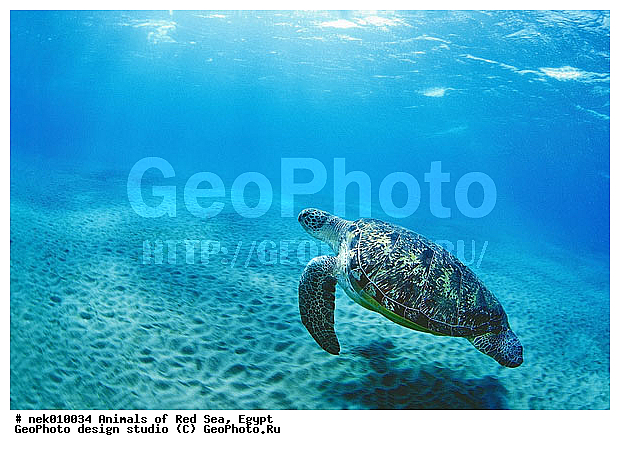 Chelonia, Chelonia mydas, Cheloniidae, Chelonioidea, Testudines, Testudines Linnaeus, ��������, ������� ����, ����� ����, ������� ��������, ��������� ���, �����������, ��������������, ��������, ��������, ��������, �����������, ������, ��������, ����, ������, ������, ������, �����, ������, �������, ������, �������, ����� �������, ��������, ��������, ����� ����, ����, ����������, ����������, ����������, �������, ����, �������, ������� �����, �������, �������, ���������, ��������� ����, ���������, �����, ������������, ������������, ���������, ����������, ���������� ��� ����, ���, ���������, ��������� ����������, ���������, ���������, ���������, ��������� ����������, ���������, ��������� �����, ��� �����, ����������, ��������, ��������, �������, �������, �������, ����, ������� ��������, ��������, ��������, �������, �����������, �����������, �����������, ��������, ��������, ��������������, ��������������, ��������, ��������, XYZ, ������� ��������, Cheloniidae, ������ ��������, ������ ������� ��������, ������� ��������, ������� ������� ��������, ������� ��������, Chelonia mydas