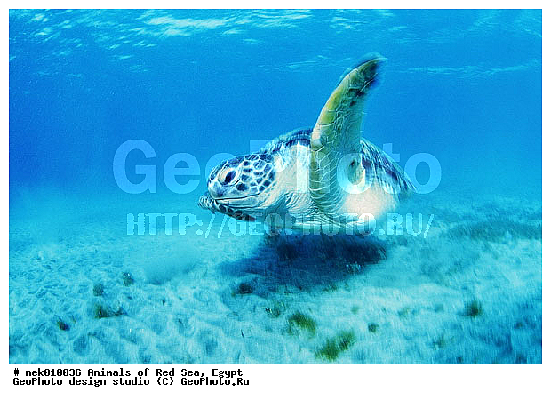 Chelonia, Chelonia mydas, Cheloniidae, Chelonioidea, Testudines, Testudines Linnaeus, ��������, ������� ����, ����� ����, ������� ��������, ��������� ���, �����������, ��������������, ��������, ��������, ��������, �����������, ������, ��������, ����, ������, ������, ������, �����, ������, �������, ������, �������, ����� �������, ��������, ��������, ����� ����, ����, ����������, ����������, ����������, �������, ����, �������, ������� �����, �������, �������, ���������, ��������� ����, ���������, �����, ������������, ������������, ���������, ����������, ���������� ��� ����, ���, ���������, ��������� ����������, ���������, ���������, ���������, ��������� ����������, ���������, ��������� �����, ��� �����, ����������, ��������, ��������, �������, �������, �������, ����, ������� ��������, ��������, ��������, �������, �����������, �����������, �����������, ��������, ��������, ��������������, ��������������, ��������, ��������, XYZ, ������� ��������, Cheloniidae, ������ ��������, ������ ������� ��������, ������� ��������, ������� ������� ��������, ������� ��������, Chelonia mydas