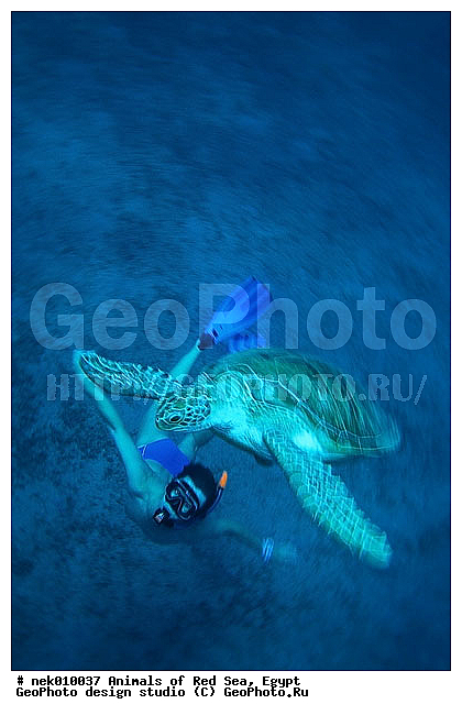 Chelonia, Chelonia mydas, Cheloniidae, Chelonioidea, Testudines, Testudines Linnaeus, ��������, ������� ����, ����� ����, ������� ��������, ��������� ���, �����������, ��������������, ��������, ��������, ��������, �����������, ������, ��������, ����, ������, ������, ������, �����, ������, �������, ������, �������, ����� �������, ��������, ��������, ����� ����, ����, ����������, ����������, ����������, �������, ����, �������, ������� �����, �������, �������, ���������, ��������� ����, ���������, �����, ������������, ������������, ���������, ����������, ���������� ��� ����, ���, ���������, ��������� ����������, ���������, ���������, ���������, ��������� ����������, ���������, ��������� �����, ��� �����, ����������, ��������, ��������, �������, �������, �������, ����, ������� ��������, ��������, ��������, �������, �����������, �����������, �����������, ������� � ��������� ���, ������� � �������, ��������, ��������, ��������������, ��������������, ��������, ��������, XYZ, ������� ��������, Cheloniidae, ������ ��������, ������ ������� ��������, ������� ��������, ������� ������� ��������, ������� ��������, Chelonia mydas