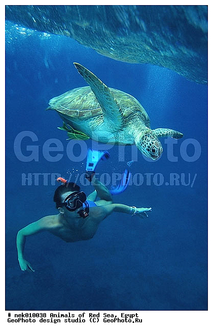 Chelonia, Chelonia mydas, Cheloniidae, Chelonioidea, Testudines, Testudines Linnaeus, ��������, ������� ����, ����� ����, ������� ��������, ��������� ���, �����������, ��������������, ��������, ��������, ��������, �����������, ������, ��������, ����, ������, ������, ������, �����, ������, �������, ������, �������, ����� �������, ��������, ��������, ����� ����, ����, ����������, ����������, ����������, �������, ����, �������, ������� �����, �������, �������, ���������, ��������� ����, ���������, �����, ������������, ������������, ���������, ����������, ���������� ��� ����, ���, ���������, ��������� ����������, ���������, ���������, ���������, ��������� ����������, ���������, ��������� �����, ��� �����, ����������, ��������, ��������, �������, �������, �������, ����, ������� ��������, ��������, ��������, �������, �����������, �����������, �����������, ������� � ��������� ���, ������� � �������, ��������, ��������, ��������������, ��������������, ��������, ��������, XYZ, ������� ��������, Cheloniidae, ������ ��������, ������ ������� ��������, ������� ��������, ������� ������� ��������, ������� ��������, Chelonia mydas