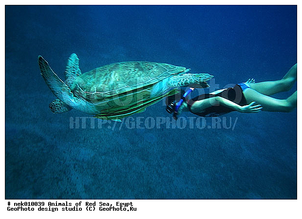 Chelonia, Chelonia mydas, Cheloniidae, Chelonioidea, Testudines, Testudines Linnaeus, ��������, ������� ����, ����� ����, ������� ��������, ��������� ���, �����������, ��������������, ��������, ��������, ��������, �����������, ������, ��������, ����, ������, ������, ������, �����, ������, �������, ������, �������, ����� �������, ��������, ��������, ����� ����, ����, ����������, ����������, ����������, �������, ����, �������, ������� �����, �������, �������, ���������, ��������� ����, ���������, �����, ������������, ������������, ���������, ����������, ���������� ��� ����, ���, ���������, ��������� ����������, ���������, ���������, ���������, ��������� ����������, ���������, ��������� �����, ��� �����, ����������, ��������, ��������, �������, �������, �������, ����, ������� ��������, ��������, ��������, �������, �����������, �����������, �����������, ������� � ��������� ���, ������� � �������, ��������, ��������, ��������������, ��������������, ��������, ��������, XYZ, ������� ��������, Cheloniidae, ������ ��������, ������ ������� ��������, ������� ��������, ������� ������� ��������, ������� ��������, Chelonia mydas