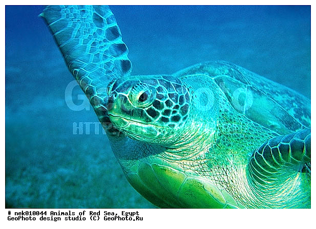 Chelonia, Chelonia mydas, Cheloniidae, Chelonioidea, Testudines, Testudines Linnaeus, ��������, ������� ����, ����� ����, ������� ��������, ��������� ���, �����������, ��������������, ��������, ��������, ��������, �����������, ������, ��������, ����, ������, ������, ������, �����, ������, �������, ������, �������, ����� �������, ��������, ��������, ����� ����, ����, ����������, ����������, ����������, �������, ����, �������, ������� �����, �������, �������, ���������, ��������� ����, ���������, �����, ������������, ������������, ���������, ����������, ���������� ��� ����, ���, ���������, ��������� ����������, ���������, ���������, ���������, ��������� ����������, ���������, ��������� �����, ��� �����, ����������, ��������, ��������, �������, �������, �������, ����, ������� ��������, ��������, ��������, �������, �����������, �����������, �����������, ��������, ��������, ��������������, ��������������, ��������, ��������, XYZ, ������� ��������, Cheloniidae, ������ ��������, ������ ������� ��������, ������� ��������, ������� ������� ��������, ������� ��������, Chelonia mydas