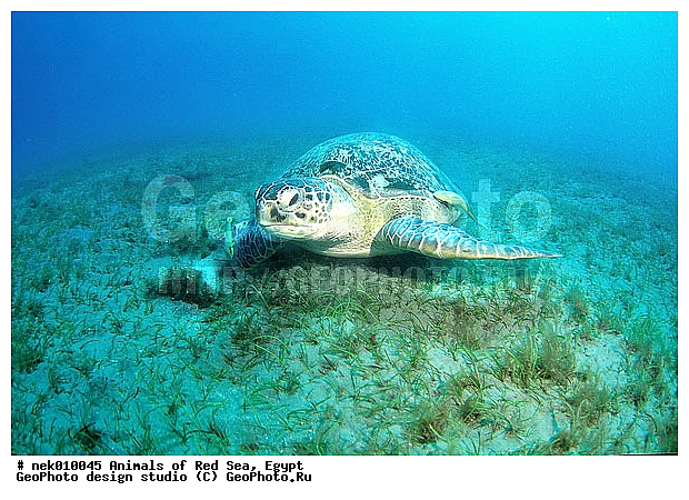 Chelonia, Chelonia mydas, Cheloniidae, Chelonioidea, Testudines, Testudines Linnaeus, ��������, ������� ����, ����� ����, ������� ��������, ��������� ���, �����������, ��������������, ��������, ��������, ��������, �����������, ������, ��������, ����, ������, ������, ������, �����, ������, �������, ������, �������, ����� �������, ��������, ��������, ����� ����, ����, ����������, ����������, ����������, �������, ����, �������, ������� �����, �������, �������, ���������, ��������� ����, ���������, �����, ������������, ������������, ���������, ����������, ���������� ��� ����, ���, ���������, ��������� ����������, ���������, ���������, ���������, ��������� ����������, ���������, ��������� �����, ��� �����, ����������, ��������, ��������, �������, �������, �������, ����, ������� ��������, ��������, ��������, �������, �����������, �����������, �����������, ��������, ��������, ��������������, ��������������, ��������, ��������, XYZ, ������� ��������, Cheloniidae, ������ ��������, ������ ������� ��������, ������� ��������, ������� ������� ��������, ������� ��������, Chelonia mydas