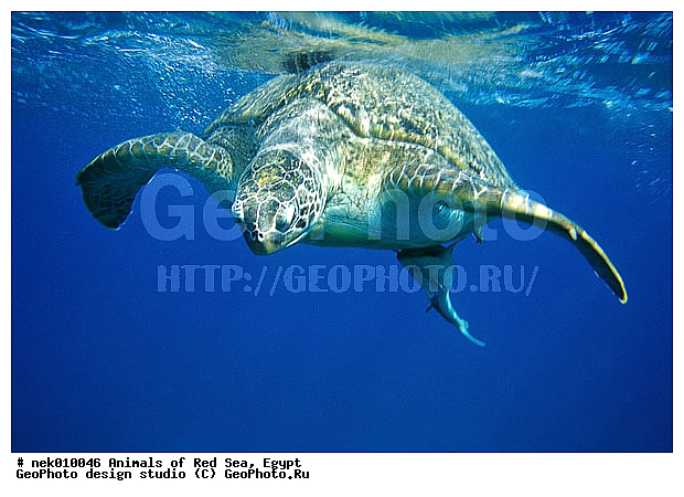 Chelonia, Chelonia mydas, Cheloniidae, Chelonioidea, Testudines, Testudines Linnaeus, ��������, ������� ����, ����� ����, ������� ��������, ��������� ���, �����������, ��������������, ��������, ��������, ��������, �����������, ������, ��������, ����, ������, ������, ������, �����, ������, �������, ������, �������, ����� �������, ��������, ��������, ����� ����, ����, ����������, ����������, ����������, �������, ����, �������, ������� �����, �������, �������, ���������, ��������� ����, ���������, �����, ������������, ������������, ���������, ����������, ���������� ��� ����, ���, ���������, ��������� ����������, ���������, ���������, ���������, ��������� ����������, ���������, ��������� �����, ��� �����, ����������, ��������, ��������, �������, �������, �������, ����, ������� ��������, ��������, ��������, �������, �����������, �����������, �����������, ��������, ��������, ��������������, ��������������, ��������, ��������, XYZ, ������� ��������, Cheloniidae, ������ ��������, ������ ������� ��������, ������� ��������, ������� ������� ��������, ������� ��������, Chelonia mydas