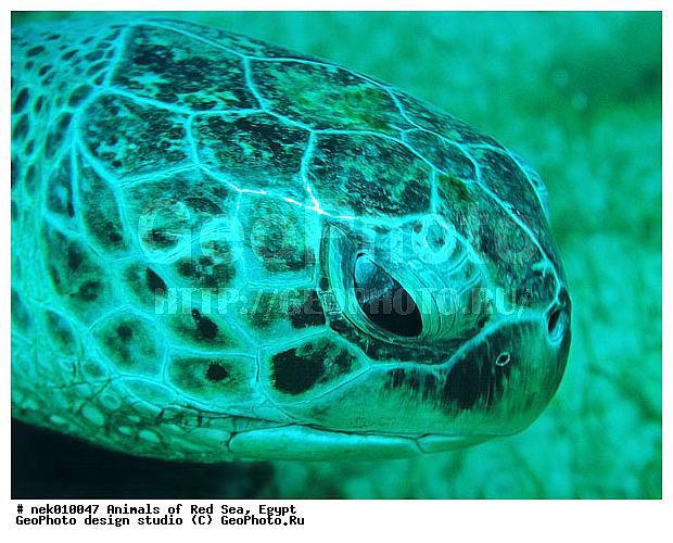 Chelonia, Chelonia mydas, Cheloniidae, Chelonioidea, Testudines, Testudines Linnaeus, ��������, ������� ����, ����� ����, ������� ��������, ��������� ���, �����������, ��������������, ��������, ��������, ��������, �����������, ������, ��������, ������, ����, ������, ������, �����, ����, �����, ������, �������, ������, �������, ����� �������, ��������, ��������, ����� ����, ������, ����, ����������, ����������, ����������, �������, ����, �������, ������� �����, �������, �������, ���������, ��������� ����, ���������, �����, ������������, ������������, ���������, ����������, ���������� ��� ����, ���, ���������, ��������� ����������, ���������, ���������, ���������, ��������� ����������, ���������, ��������� �����, ��� �����, ��������, ����������, ��������, ��������, �������, �������, �������, ����, ��������, ������� ��������, ��������, ��������, �������, �����������, �����������, �����������, ��������, ��������, ��������������, ��������������, ��������, ��������, XYZ, ������� ��������, Cheloniidae, ������ ��������, ������ ������� ��������, ������� ��������, ������� ������� ��������, ������� ��������, Chelonia mydas