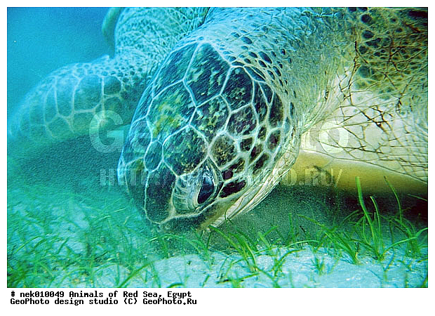 Chelonia, Chelonia mydas, Cheloniidae, Chelonioidea, Testudines, Testudines Linnaeus, ��������, ������� ����, ����� ����, ������� ��������, ��������� ���, �����������, ��������������, ��������, ��������, ��������, �����������, ������, ��������, ����, ������, ������, ������, �����, ������, �������, ������, �������, ����� �������, ��������, ��������, ����� ����, ����, ����������, ����������, ����������, �������, ����, �������, ������� �����, �������, �������, ���������, ��������� ����, ���������, �����, ������������, ������������, ���������, ����������, ���������� ��� ����, ���, ���������, ��������� ����������, ���������, ���������, ���������, ��������� ����������, ���������, ��������� �����, ��� �����, ����������, ��������, ��������, �������, �������, �������, ����, ������� ��������, ��������, ��������, �������, �����������, �����������, �����������, ��������, ��������, ��������������, ��������������, ��������, ��������, XYZ, ������� ��������, Cheloniidae, ������ ��������, ������ ������� ��������, ������� ��������, ������� ������� ��������, ������� ��������, Chelonia mydas