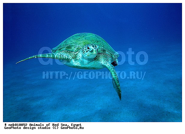 Chelonia, Chelonia mydas, Cheloniidae, Chelonioidea, Testudines, Testudines Linnaeus, ��������, ������� ����, ����� ����, ������� ��������, ��������� ���, �����������, ��������������, ��������, ��������, ��������, �����������, ������, ��������, ����, ������, ������, �����, ������, �������, ������, �������, ����� �������, ��������, ��������, ����� ����, ����, ����������, ����������, ����������, �������, ����, �������, ������� �����, �������, �������, ���������, ��������� ����, ���������, �����, ������������, ������������, ���������, ����������, ���������� ��� ����, ���, ���������, ��������� ����������, ���������, ���������, ���������, ��������� ����������, ���������, ��������� �����, ��� �����, ��������, ����������, ��������, ��������, �������, �������, �������, ����, ������� ��������, ��������, ��������, �������, �����������, �����������, �����������, ��������, ��������, ��������������, ��������������, ��������, ��������, XYZ, ������� ��������, Cheloniidae, ������ ��������, ������ ������� ��������, ������� ��������, ������� ������� ��������, ������� ��������, Chelonia mydas