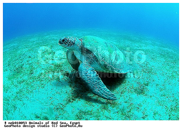 Chelonia, Chelonia mydas, Cheloniidae, Chelonioidea, Testudines, Testudines Linnaeus, ��������, ������� ����, ����� ����, ������� ��������, ��������� ���, �����������, ��������������, ��������, ��������, ��������, �����������, ������, ��������, ����, ������, ������, ������, �����, ������, �������, ������, �������, ����� �������, ��������, ��������, ����� ����, ����, ����������, ����������, ����������, �������, ����, �������, ������� �����, �������, �������, ���������, ��������� ����, ���������, �����, ������������, ������������, ���������, ����������, ���������� ��� ����, ���, ���������, ��������� ����������, ���������, ���������, ���������, ��������� ����������, ���������, ��������� �����, ��� �����, ����������, ��������, ��������, �������, �������, �������, ����, ������� ��������, ��������, ��������, �������, �����������, �����������, �����������, ��������, ��������, ��������������, ��������������, ��������, ��������, XYZ, ������� ��������, Cheloniidae, ������ ��������, ������ ������� ��������, ������� ��������, ������� ������� ��������, ������� ��������, Chelonia mydas