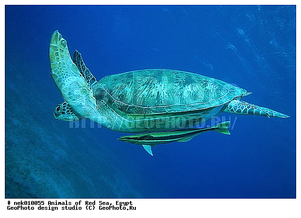 Chelonia, Chelonia mydas, Cheloniidae, Chelonioidea, Testudines, Testudines Linnaeus, ��������, ������� ����, ����� ����, ������� ��������, ��������� ���, �����������, ��������������, ��������, ��������, ��������, �����������, ������, ��������, ����, ������, ������, ������, �����, ������, �������, ������, �������, ����� �������, ��������, ��������, ����� ����, ����, ����������, ����������, ����������, �������, ����, �������, ������� �����, �������, �������, ���������, ��������� ����, ���������, �����, ������������, ������������, ���������, ����������, ���������� ��� ����, ���, ���������, ��������� ����������, ���������, ���������, ���������, ��������� ����������, ���������, ��������� �����, ��� �����, ����������, ��������, ��������, �������, �������, �������, ����, ������� ��������, ��������, ��������, �������, �����������, �����������, �����������, ��������, ��������, ��������������, ��������������, ��������, ��������, XYZ, ������� ��������, Cheloniidae, ������ ��������, ������ ������� ��������, ������� ��������, ������� ������� ��������, ������� ��������, Chelonia mydas