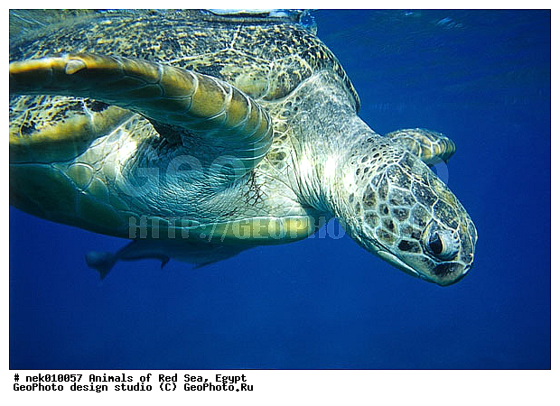 Chelonia, Chelonia mydas, Cheloniidae, Chelonioidea, Testudines, Testudines Linnaeus, ��������, ������� ����, ����� ����, ������� ��������, ��������� ���, �����������, ��������������, ��������, ��������, ��������, �����������, ������, ��������, ����, ������, ������, �����, ������, �������, ������, �������, ����� �������, ��������, ��������, ����� ����, ����, ����������, ����������, ����������, �������, ����, �������, ������� �����, �������, �������, ���������, ��������� ����, ���������, �����, ������������, ������������, ���������, ����������, ���������� ��� ����, ���, ���������, ��������� ����������, ���������, ���������, ���������, ��������� ����������, ���������, ��������� �����, ��� �����, ��������, ����������, ��������, ��������, �������, �������, �������, ����, ����, ����, ������� ��������, ��������, ��������, �������, �����������, �����������, �����������, ��������, ��������, ��������������, ��������������, ��������, ��������, XYZ, ������� ��������, Cheloniidae, ������ ��������, ������ ������� ��������, ������� ��������, ������� ������� ��������, ������� ��������, Chelonia mydas