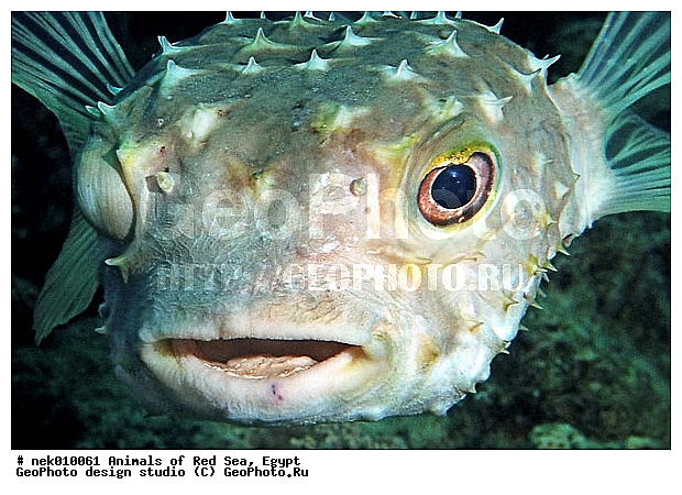 ������� ����, ��������� ���, ���� ��� ����, �����������, ������, ��������, �����, ����, ������, ������, �����, ����������������, ������, �������, ������, �������, ���������, ������������, ����� �������, ��������, ��������, ����� ����, ����, ����������, ����������, ����������, �������, �����, ����, �������, ������� �����, �������, �������, ������������, ������������, ���������, ��������� ����, ���������, �����, ������������, ������������, ���������, �������, ������, �������, ����������, ���������� ��� ����, ���, ���������, ��������� ����������, ���������, ���������, ���������, ��������� ����������, ���������, ��������� �����, ��� �����, ��������, ����������, �������, �������, �������, ����, ����, ������, ����, ��������, ��������, �������, �����������, �����������, �����������, ��������, ��������, ��������, ��������, ��������, ��������, ����, ����, XYZ, ���-����, ����������, Diodontidae, ����������� ����-��, ����������� ����-��, ����������� ���� ��, ����������� ���� ��, Diodon hystrix