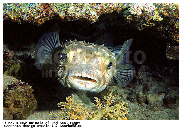 ������� ����, ��������� ���, ���� ��� ����, �����������, ������, ��������, �����, ����, ������, ������, �����, ����������������, ������, �������, ������, �������, ���������, ������������, ����� �������, ��������, ��������, ����� ����, ����, ����������, ����������, ����������, �������, �����, ����, �������, ������� �����, �������, �������, ������������, ������������, ������, ������, ����, ���������, ��������� ����, ���������, �����, ������������, ������������, ���������, ������� , ������, �������, ����������, ���������� ��� ����, ���, ���������, ��������� ����������, ���������, ���������, ���������, ��������� ����������, ���������, ��������� �����, ��� �����, ��������, ����������, �������, �������, �������, ����, ����, ������, ����, ��������, ��������, �������, �����������, �����������, �����������, ������ ���, ��������, ��������, ��������, ��������, ��������, ��������, ����, ����, XYZ, ���-����, ����������, Diodontidae, ����������� ����-��, ����������� ����-��, ����������� ���� ��, ����������� ���� ��, Diodon hystrix