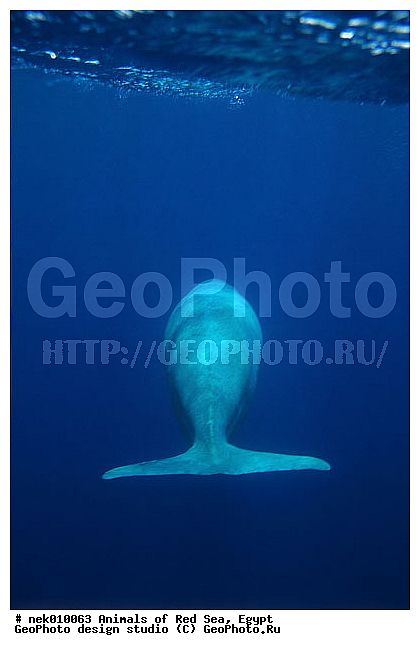 ���������, ������, ������, ��������, ������� ����, ����� ����, �������������, ������� �������������, ������������, ��������� ���, �����������, ������, ��������, �����������, ������, ��������, ����, ������, ������, �����, ������, �������, ������, �������, ����� �������, ��������, ��������, ����� ����, ����, ����������, ����������, ����������, �������, ����, �������, ������� �����, �������, �������, ���������, ��������� ����, ���������, �����, ������������, ������������, ���������, ����������, ���������� ��� ����, ���, ���������, ��������� ����������, ���������, ���������, ���������, ��������� ����������, ���������, ��������� �����, ��� �����, ��������, ����������, �������, �������, �������, ����, ��������, ��������, �������, �����������, �����������, �����������, �����, ��������, ��������, �������������, �������������, �����, �����, ������� �������������, ������� �������������, ������� �����, ������� �����,XYZ, ���������, Dugongidae, ������, Dugong dugon