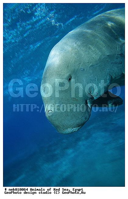 ���������, ������, ������, ��������, ������� ����, ����� ����, �������������, ������� �������������, ������������, ��������� ���, �����������, ������, ��������, �����������, ������, ��������, ����, ������, ������, �����, ������, �������, ������, �������, ����� �������, ��������, ��������, ����� ����, ����, ����������, ����������, ����������, �������, ����, �������, ������� �����, �������, �������, ���������, ��������� ����, ���������, �����, ������������, ������������, ���������, ����������, ���������� ��� ����, ���, ���������, ��������� ����������, ���������, ���������, ���������, ��������� ����������, ���������, ��������� �����, ��� �����, ��������, ����������, �������, �������, �������, ����, ��������, ��������, �������, �����������, �����������, �����������, ��������, ��������, �������������, �������������, �����, �����, ������� �������������, ������� �������������, ������� �����, ������� �����,XYZ, ���������, Dugongidae, ������, Dugong dugon