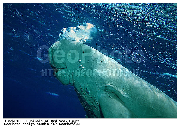 ���������, ������, ������, ��������, ������� ����, ����� ����, �������������, ������� �������������, ������������, ��������� ���, �����������, ������, ��������, �����������, ������, ��������, ����, ������, ������, �����, ������, �������, ������, �������, ����� �������, ��������, ��������, ����� ����, ����, ����������, ����������, ����������, �������, ����, �������, ������� �����, �������, �������, ���������, ��������� ����, ���������, �����, ������������, ������������, ���������, ����������, ���������� ��� ����, ���, ���������, ��������� ����������, ���������, ���������, ���������, ��������� ����������, ���������, ��������� �����, ��� �����, ��������, ����������, �������, �������, �������, ����, ��������, ��������, �������, �����������, �����������, �����������, ��������, ��������, �������������, �������������, �����, �����, ������� �������������, ������� �������������, ������� �����, ������� �����,XYZ, ���������, Dugongidae, ������, Dugong dugon