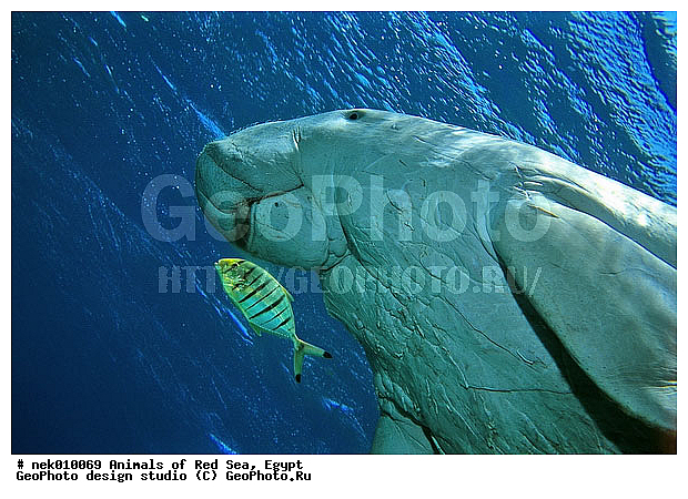 ���������, ������, ������, ��������, ������� ����, ����� ����, �������������, ������� �������������, ������������, ��������� ���, �����������, ������, ��������, �����������, ������, ��������, ����, ������, ������, �����, ������, �������, ������, �������, ����� �������, ��������, ��������, ����� ����, ����, ����������, ����������, ����������, �������, ����, �������, ������� �����, �������, �������, ���������, ��������� ����, ���������, �����, ������������, ������������, ���������, ����������, ���������� ��� ����, ���, ���������, ��������� ����������, ���������, ���������, ���������, ��������� ����������, ���������, ��������� �����, ��� �����, ��������, ����������, �������, �������, �������, ����, ��������, ��������, �������, �����������, �����������, �����������, ��������, ��������, �������������, �������������, �����, �����, ������� �������������, ������� �������������, ������� �����, ������� �����,XYZ, ���������, Dugongidae, ������, Dugong dugon