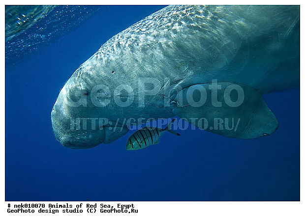 ���������, ������, ������, ��������, ������� ����, ����� ����, �������������, ������� �������������, ������������, ��������� ���, �����������, ������, ��������, �����������, ������, ��������, ����, ������, ������, �����, ������, �������, ������, �������, ����� �������, ��������, ��������, ����� ����, ����, ����������, ����������, ����������, �������, ����, �������, ������� �����, �������, �������, ���������, ��������� ����, ���������, �����, ������������, ������������, ���������, ����������, ���������� ��� ����, ���, ���������, ��������� ����������, ���������, ���������, ���������, ��������� ����������, ���������, ��������� �����, ��� �����, ��������, ����������, �������, �������, �������, ����, ��������, ��������, �������, �����������, �����������, �����������, ��������, ��������, �������������, �������������, �����, �����, ������� �������������, ������� �������������, ������� �����, ������� �����,XYZ, ���������, Dugongidae, ������, Dugong dugon