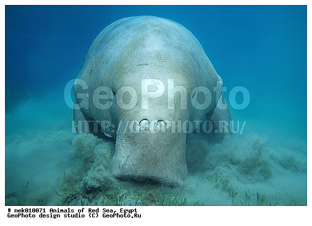 ���������, ������, ������, ��������, ������� ����, ����� ����, �������������, ������� �������������, ������������, ��������� ���, �����������, ������, ��������, �����������, ������, ��������, ����, ������, ������, �����, ������, �������, ������, �������, ����� �������, ��������, ��������, ����� ����, ����, ����������, ����������, ����������, �������, ����, �������, ������� �����, �������, �������, ���������, ��������� ����, ���������, �����, ������������, ������������, ���������, ����������, ���������� ��� ����, ���, ���������, ��������� ����������, ���������, ���������, ���������, ��������� ����������, ���������, ��������� �����, ��� �����, ��������, ����������, �������, �������, �������, ����, ��������, ��������, �������, �����������, �����������, �����������, ��������, ��������, �������������, �������������, �����, �����, ������� �������������, ������� �������������, ������� �����, ������� �����,XYZ, ���������, Dugongidae, ������, Dugong dugon