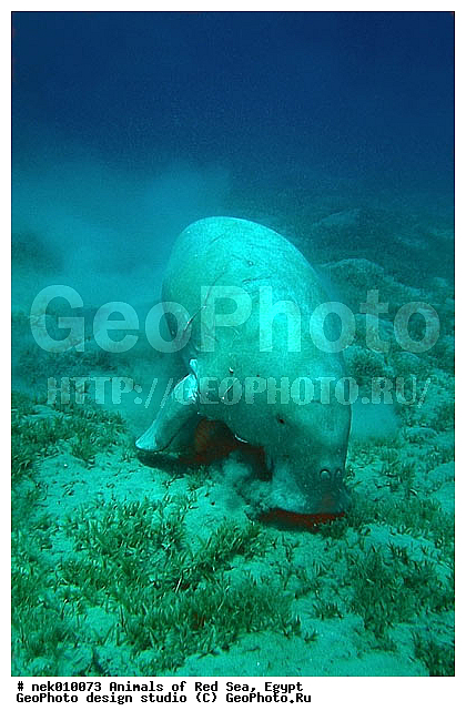 ���������, ������, ������, ��������, ������� ����, ����� ����, �������������, ������� �������������, ������������, ��������� ���, �����������, ������, ��������, �����������, ������, ��������, ����, ������, ������, �����, ������, �������, ������, �������, ����� �������, ��������, ��������, ����� ����, ����, ����������, ����������, ����������, �������, ����, �������, ������� �����, �������, �������, ���������, ��������� ����, ���������, �����, ������������, ������������, ���������, ����������, ���������� ��� ����, ���, ���������, ��������� ����������, ���������, ���������, ���������, ��������� ����������, ���������, ��������� �����, ��� �����, ��������, ����������, �������, �������, �������, ����, ��������, ��������, �������, �����������, �����������, �����������, ��������, ��������, �������������, �������������, �����, �����, ������� �������������, ������� �������������, ������� �����, ������� �����,XYZ, ���������, Dugongidae, ������, Dugong dugon