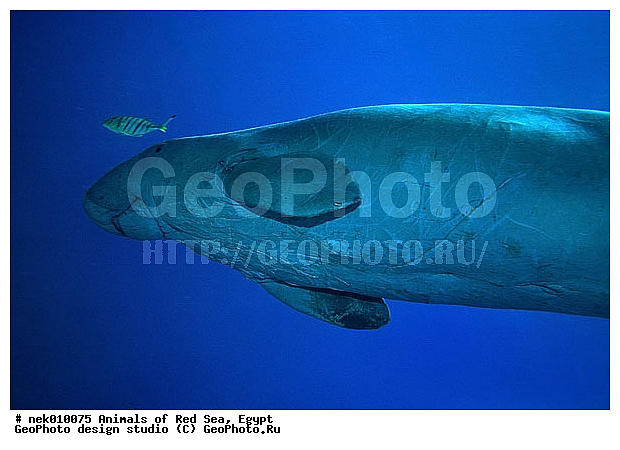 ���������, ������, ������, ��������, ������� ����, ����� ����, �������������, ������� �������������, ������������, ��������� ���, �����������, ������, ��������, �����������, ������, ��������, ����, ������, ������, �����, ������, �������, ������, �������, ����� �������, ��������, ��������, ����� ����, ����, ����������, ����������, ����������, �������, ����, �������, ������� �����, �������, �������, ���������, ��������� ����, ���������, �����, ������������, ������������, ���������, ����������, ���������� ��� ����, ���, ���������, ��������� ����������, ���������, ���������, ���������, ��������� ����������, ���������, ��������� �����, ��� �����, ��������, ����������, �������, �������, �������, ����, ��������, ��������, �������, �����������, �����������, �����������, ��������, ��������, �������������, �������������, �����, �����, ������� �������������, ������� �������������, ������� �����, ������� �����,XYZ, ���������, Dugongidae, ������, Dugong dugon