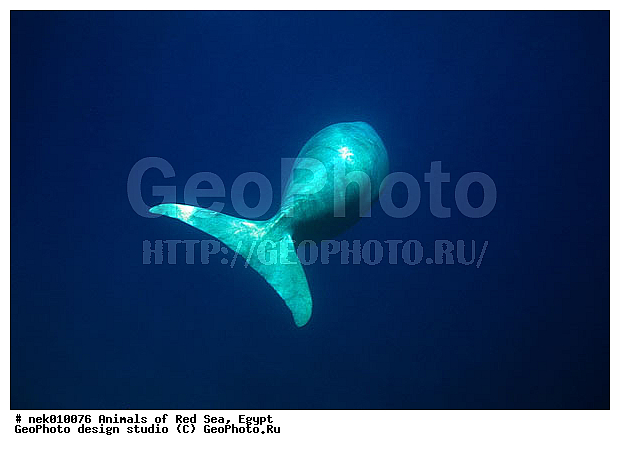 ���������, ������, ������, ��������, ������� ����, ����� ����, �������������, ������� �������������, ������������, ��������� ���, �����������, ������, ��������, �����������, ������, ��������, ����, ������, ������, �����, ������, �������, ������, �������, ����� �������, ��������, ��������, ����� ����, ����, ����������, ����������, ����������, �������, ����, �������, ������� �����, �������, �������, ���������, ��������� ����, ���������, �����, ������������, ������������, ���������, ����������, ���������� ��� ����, ���, ���������, ��������� ����������, ���������, ���������, ���������, ��������� ����������, ���������, ��������� �����, ��� �����, ��������, ����������, �������, �������, �������, ����, ��������, ��������, �������, �����������, �����������, �����������, �����, ��������, ��������, �������������, �������������, �����, �����, ������� �������������, ������� �������������, ������� �����, ������� �����,XYZ, ���������, Dugongidae, ������, Dugong dugon