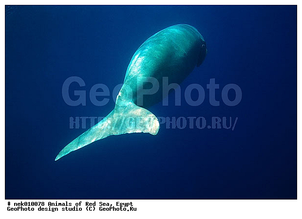 ���������, ������, ������, ��������, ������� ����, ����� ����, �������������, ������� �������������, ������������, ��������� ���, �����������, ������, ��������, �����������, ������, ��������, ����, ������, �������, ������, �������, ����� �������, ��������, ��������, ����� ����, ����, ����������, ����������, ����������, �������, ����, �������, ������� �����, �������, �������, ���������, ��������� ����, ���������, �����, ������������, ������������, ���������, ����������, ���������� ��� ����, ���������, ��������� ����������, ���������, ��������� ����������, ��������� �����, ��� �����, ����������, �������, �������, �������, ����, ��������, ��������, �������, �����������, �����������, �����������, �����, ��������, ��������, �������������, �������������, �����, �����, ������� �������������, ������� �������������, ������� �����, ������� �����,XYZ, ���������, Dugongidae, ������, Dugong dugon