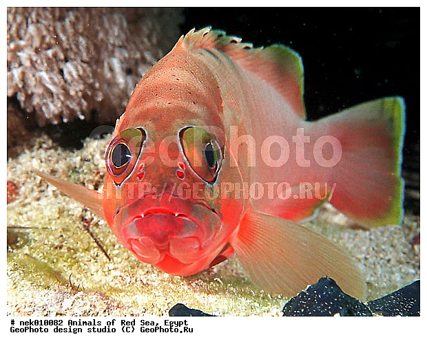 ������� ����, ��������� ���, ���� ��� ����, �����������, ������, ��������, ����, ������, ������, ������, �����, ������, �������, ������, �������, ����� �������, ��������, ��������, ����� ����, ����, ����������, ����������, ����������, �������, ����, �������, ������� �����, �������, �������, ���������, ��������� ����, ���������, �����, ������������, ������������, ���������, ����������, ���������� ��� ����, ���, ���������, ��������� ����������, ���������, ���������, ���������, ��������� ����������, ���������, ��������� �����, ��� �����, ����������, �������, �������, �������, ����, ����, ����, ��������, ��������, �������, �����������, �����������, �����������