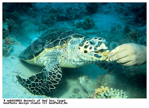 Cheloniidae, Chelonioidea, Eretmoshelys, Eretmoshelys imbricata, Testudines, Testudines Linnaeus, �����, ��������, ������� ����, ������� ��������, ��������� ���, �����������, ��������������, ��������, ��������, ��������, ���� ��� ����, �����������, ������, ��������, ����, ������, ������, ������, �����, ������, �������, ������, �������, ����� �������, ��������, ��������, ����� ����, ����, ����������, ����������, ����������, �������, ����, �������, ������� �����, �������, �������, ���������, ��������� ����, ���������, �����, ������������, ������������, ���������, ����������, ���������� ��� ����, ���, ���������, ��������� ����������, ���������, ���������, ���������, ��������� ����������, ���������, ��������� �����, ��� �����, ����������, ��������, ��������, �������, �������, �������, ����, ��������, ��������, �������, �����������, �����������, �����������, ������� � ��������� ���, ������� � �������, ��������, ��������, ��������������, ��������������, ��������, ��������, XYZ, ������� ��������, Cheloniidae, �����, ����, ��������� �������, Eretmochelys imbricata