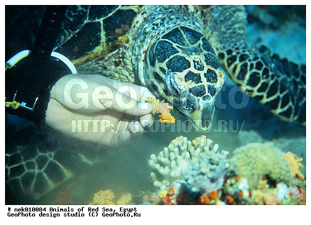 Cheloniidae, Chelonioidea, Eretmoshelys, Eretmoshelys imbricata, Testudines, Testudines Linnaeus, ����� , ��������, ������� ����, ������� ��������, ��������� ���, �����������, ��������������, ��������, ��������, ��������, ���� ��� ����, �����������, ������, ��������, ����, ������, ������, ������, �����, ������, �������, ������, �������, ����� �������, ��������, ��������, ����� ����, ����, ����������, ����������, ����������, �������, ����, �������, ������� �����, �������, �������, ���������, ��������� ����, ���������, �����, ������������, ������������, ���������, ����������, ���������� ��� ����, ���, ���������, ��������� ����������, ���������, ���������, ���������, ��������� ����������, ���������, ��������� �����, ��� �����, ����������, ��������, ��������, �������, �������, �������, ����, ��������, ��������, �������, �����������, �����������, �����������, ������� � ��������� ���, ������� � �������, ��������, ��������, ��������������, ��������������, ��������, ��������, XYZ, ������� ��������, Cheloniidae, �����, ����, ��������� �������, Eretmochelys imbricata