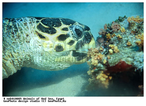 Cheloniidae, Chelonioidea, Eretmoshelys, Eretmoshelys imbricata, Testudines, Testudines Linnaeus, �����, ��������, ������� ����, ������� ��������, ��������� ���, �����������, ��������������, ��������, ��������, ��������, ���� ��� ����, �����������, ������, ��������, ����, ������, ������, ������, �����, ������, �������, ������, �������, ����� �������, ��������, ��������, ����� ����, ����, ����������, ����������, ����������, �������, ����, �������, ������� �����, �������, �������, ���������, ��������� ����, ���������, �����, ������������, ������������, ���������, ����������, ���������� ��� ����, ���, ���������, ��������� ����������, ���������, ���������, ���������, ��������� ����������, ���������, ��������� �����, ��� �����, ����������, ��������, ��������, �������, �������, �������, ����, ��������, ��������, �������, �����������, �����������, �����������, ��������, ��������, ��������������, ��������������, ��������, ��������, XYZ, ������� ��������, Cheloniidae, �����, ����, ��������� �������, Eretmochelys imbricata